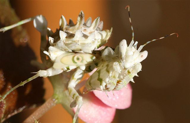 Pseudocreobotra wahlbergii