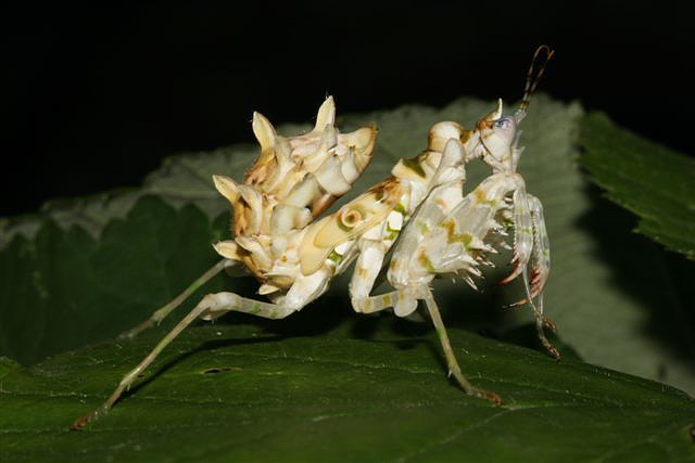 Pseudocreobotra wahlbergii