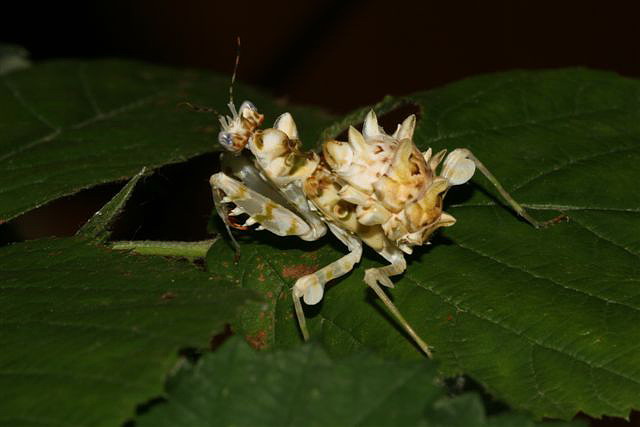 Pseudocreobotra wahlbergii