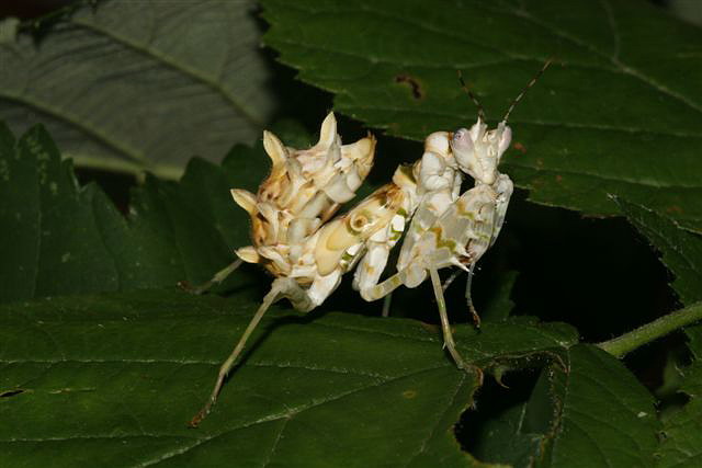 Pseudocreobotra wahlbergii