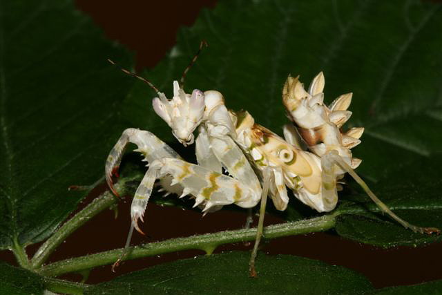 Pseudocreobotra wahlbergii