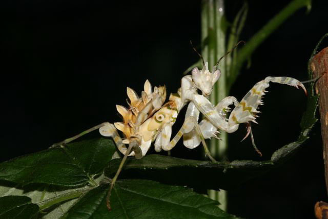 Pseudocreobotra wahlbergii