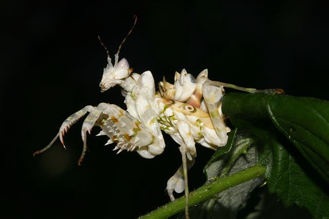 Pseudocreobotra wahlbergii