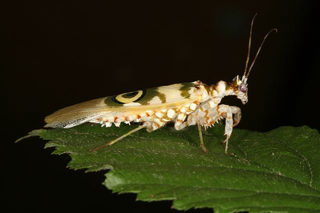 Pseudocreobotra wahlbergii