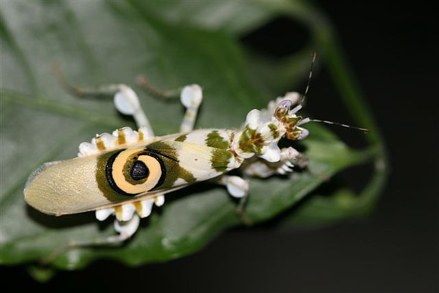 Pseudocreobotra wahlbergii