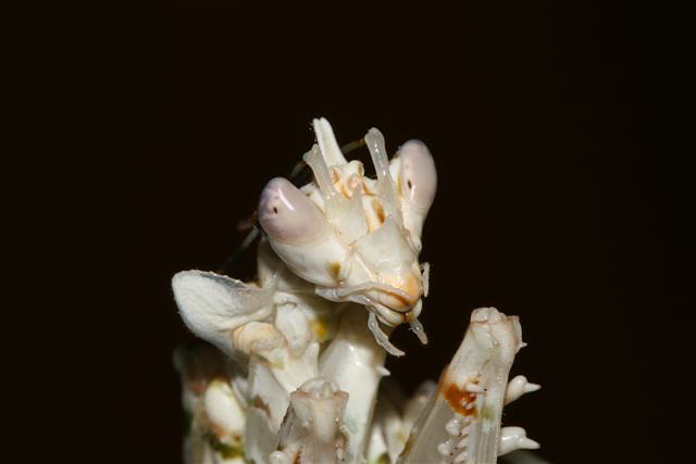 Pseudocreobotra wahlbergii