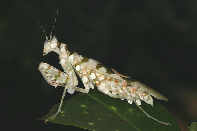 Pseudocreobotra wahlbergii