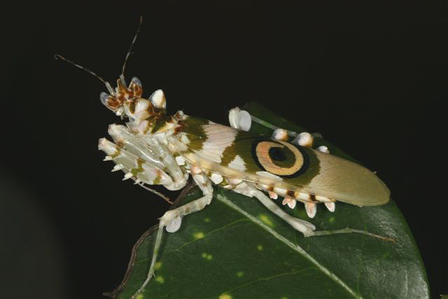 Pseudocreobotra wahlbergii