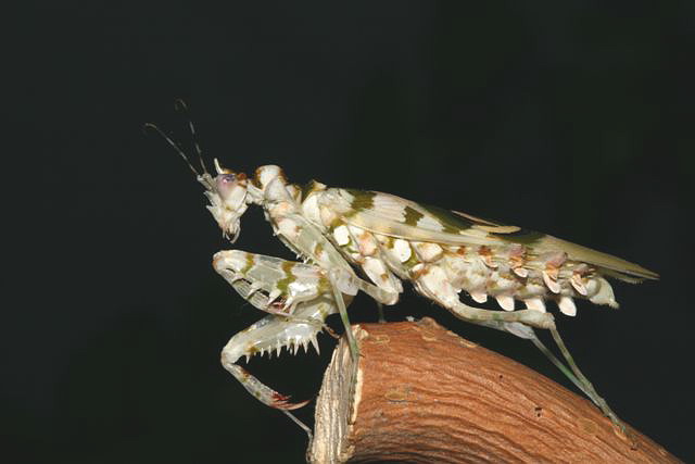 Pseudocreobotra wahlbergii