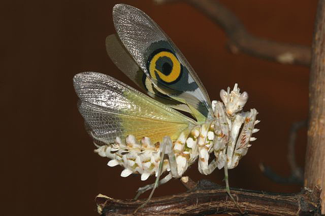 Pseudocreobotra wahlbergii