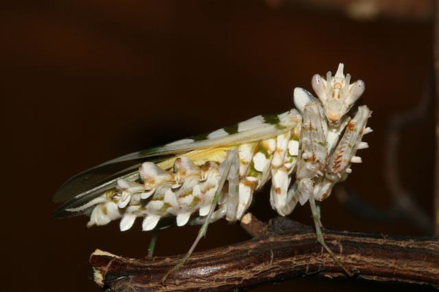 Pseudocreobotra wahlbergii