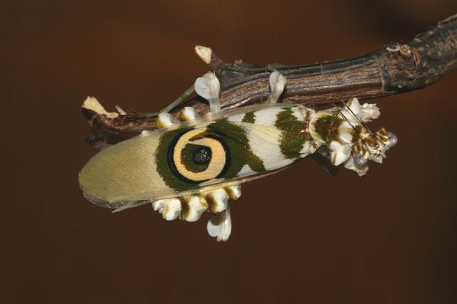 Pseudocreobotra wahlbergii