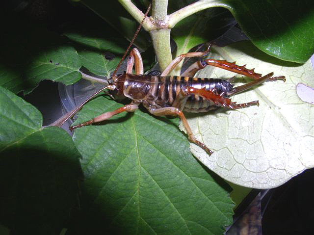 Weta sp.(Nov Zland)