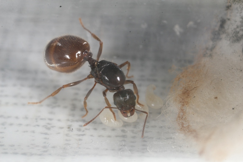 Aphaenogaster dulcinae