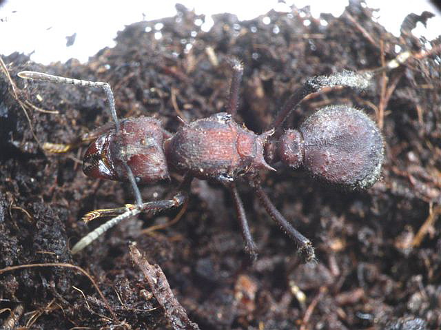 Acromyrmex sp.(Argentina)