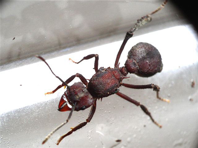 Acromyrmex sp.(Argentina)