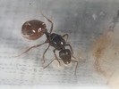 Aphaenogaster dulcinae