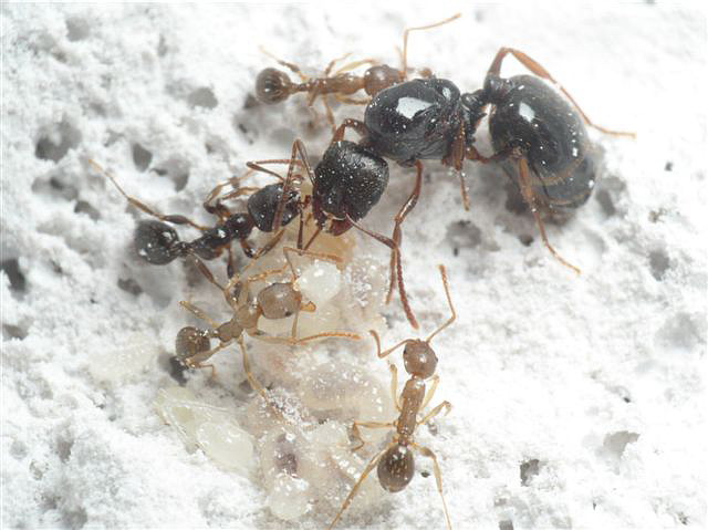 Aphaenogaster sp.(California)