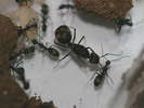 Camponotus sp.(Thajsko)