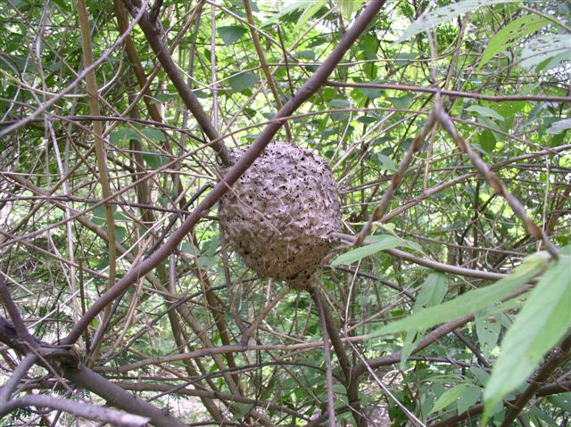 Crematogaster sp.(Thajsko)