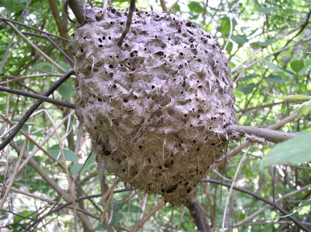 Crematogaster sp.(Thajsko)