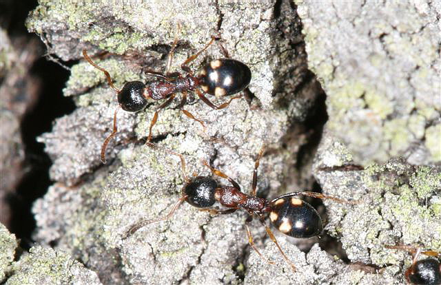 Dolichoderus quadripunctatus 