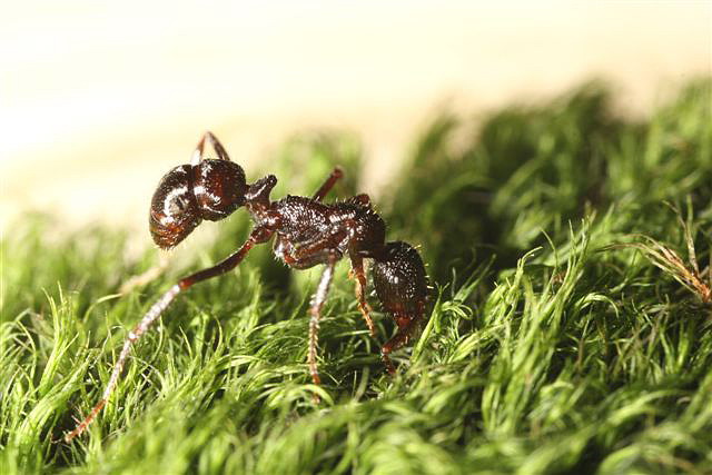 Ectatomma sp.(Argentina)