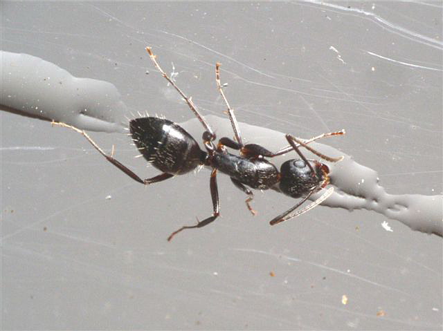 Formica picea