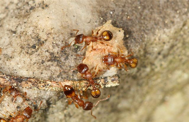 Leptothorax sp.