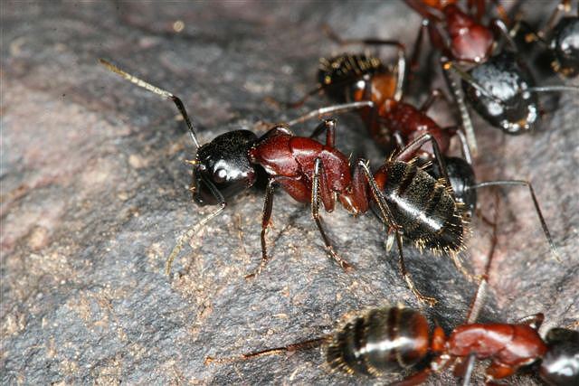 Camponotus ligniperda