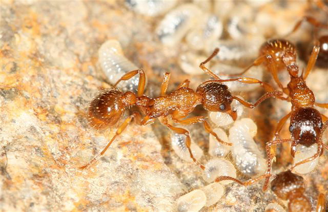 Myrmica sp.