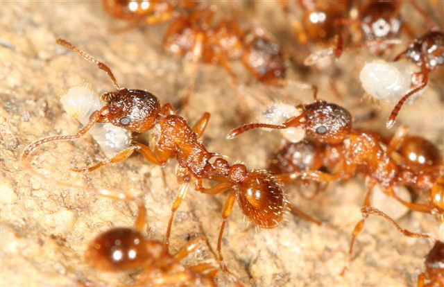 Myrmica sp.