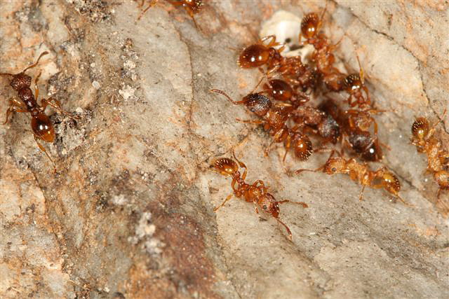 Myrmica sp.