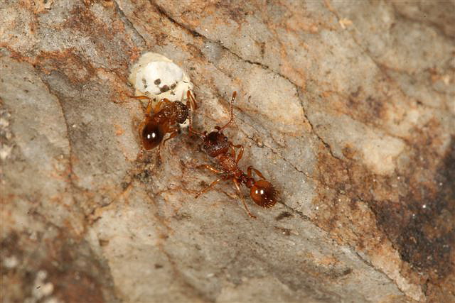 Myrmica sp.