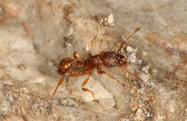 Myrmica sp.