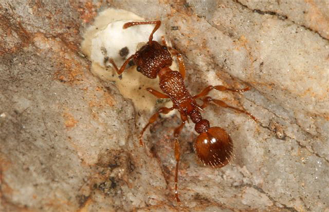 Myrmica sp.