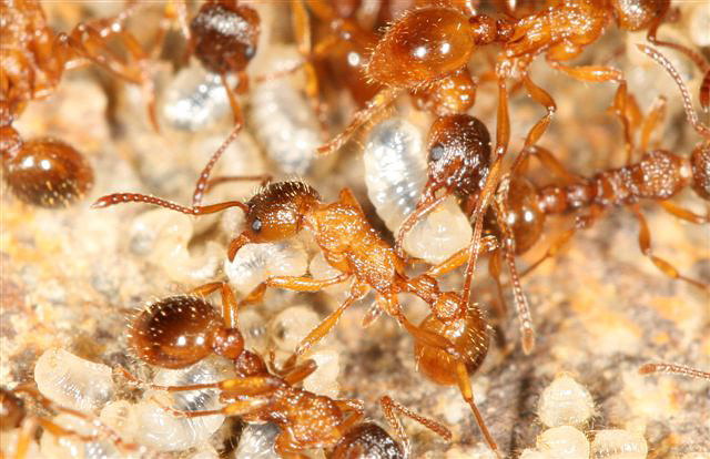 Myrmica sp.