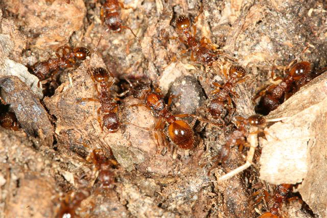 Myrmica sp.