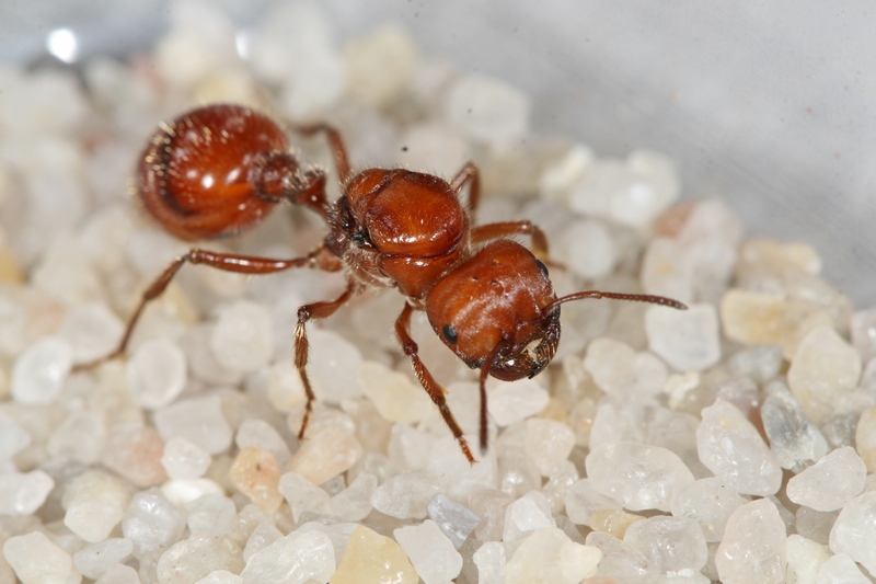 Pogonomyrmex barbatus