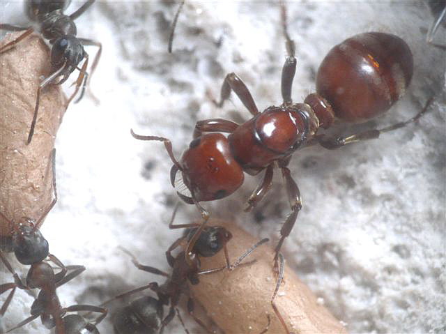 Polyergus rufescens