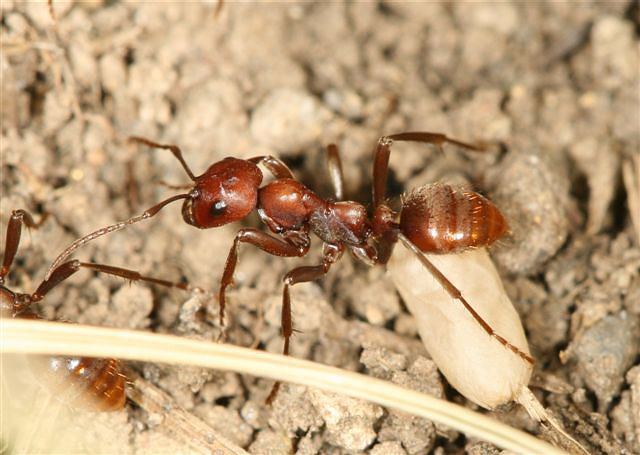 Polyergus rufescens