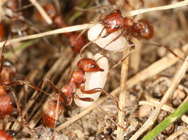 Polyergus rufescens