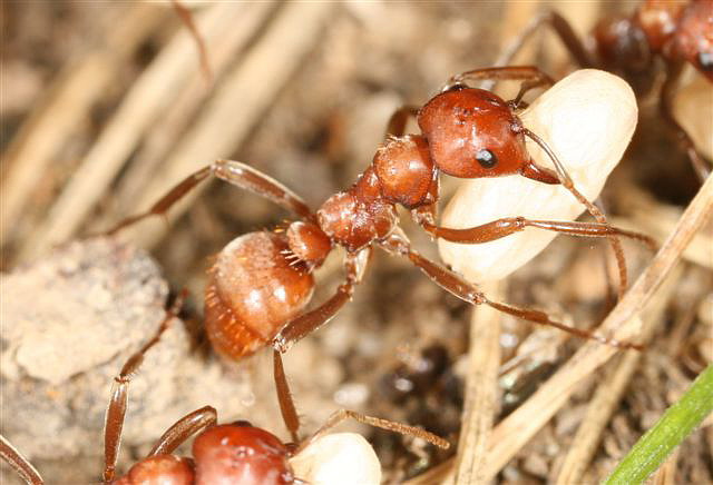 Polyergus rufescens