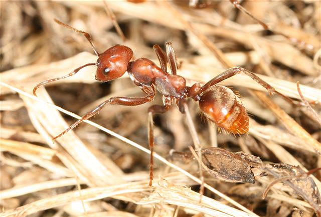 Polyergus rufescens