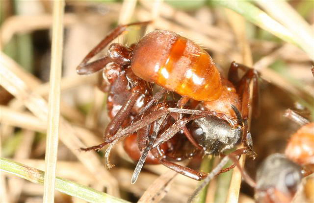 Polyergus rufescens