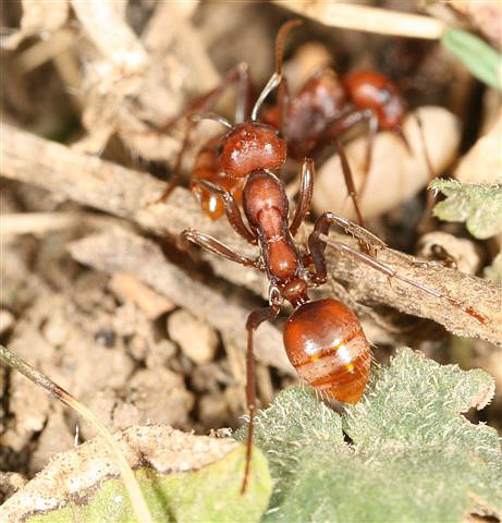 Polyergus rufescens