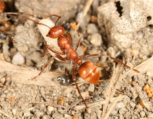 Polyergus rufescens