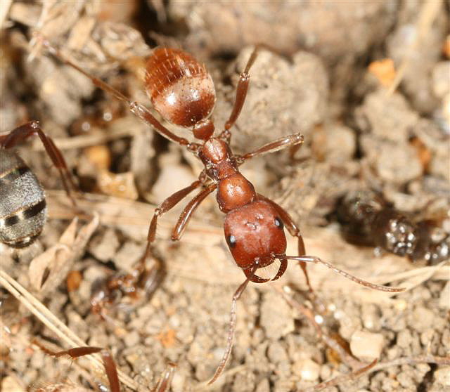 Polyergus rufescens