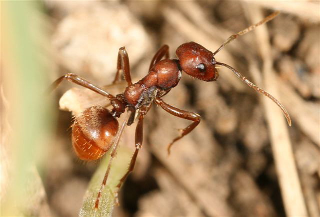 Polyergus rufescens