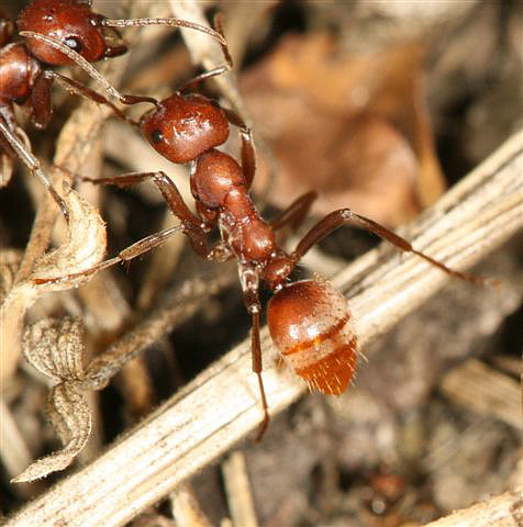 Polyergus rufescens